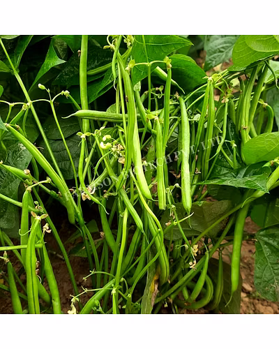 FB-WHITE PEARL FRENCH BEAN SEEDS-2