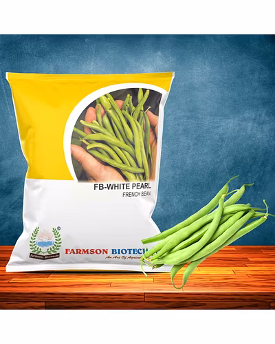 FB-WHITE PEARL FRENCH BEAN SEEDS-12620328