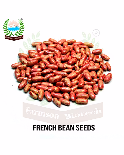FB-WHITE PEARL FRENCH BEAN SEEDS-1