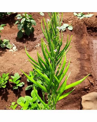 FB-SUVARN CLUSTERBEAN SEEDS-2
