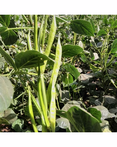 FB-SUVARN CLUSTERBEAN SEEDS-1