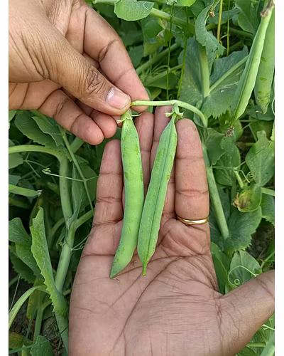 FB-GRIVA Peas Seeds-2