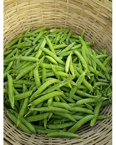 FB-GRIVA Peas Seeds-3