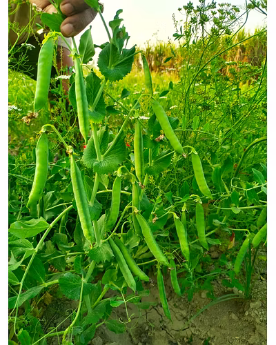FB-GRIVA Peas Seeds-4