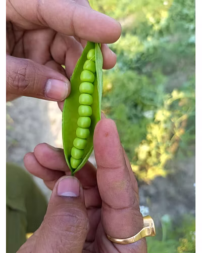 FB-GRIVA Peas Seeds-5