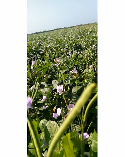 FB-KIRTI Cowpea seeds-3
