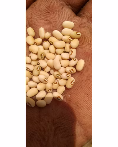 FB-KIRTI Cowpea seeds-4