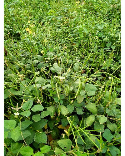 FB-KIRTI Cowpea seeds-2