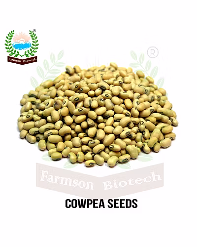 FB-KIRTI Cowpea seeds-1
