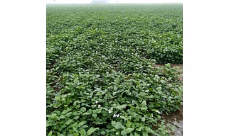 FB-KIRTI Cowpea seeds