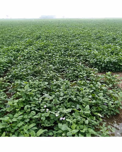 FB-KIRTI Cowpea seeds-5