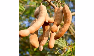tamarind