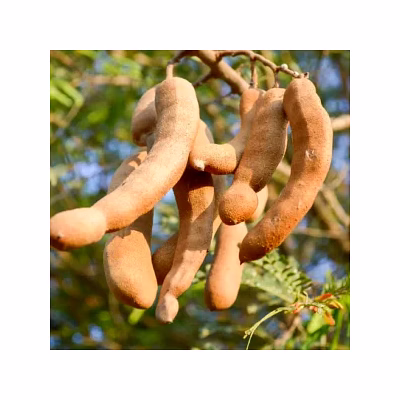 tamarind