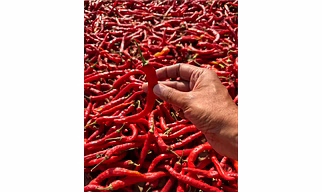 red chilli
