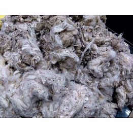 indian cotton dropping