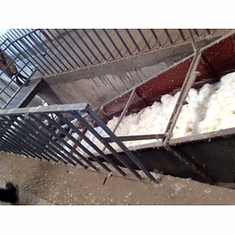 indian raw cotton shankar-6