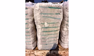 Indian Origin of Cotton Dropping