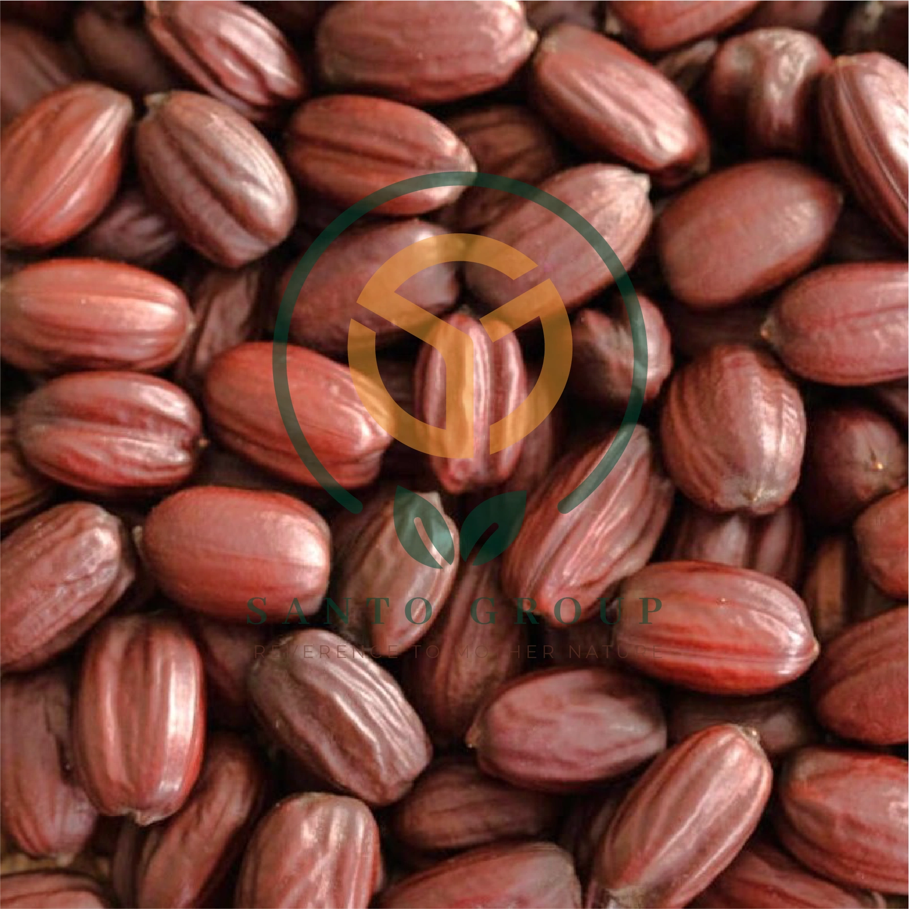 Jojoba Seeds-12354482