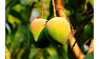 Alphonso Mangoes