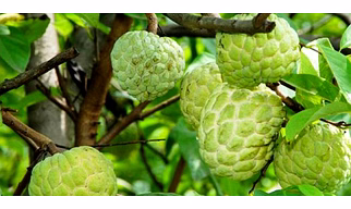 Custard Apple