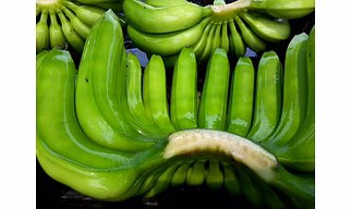 Banana Cavendish G-9