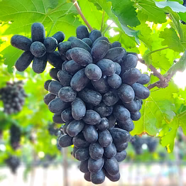 grapes