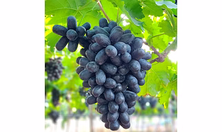 grapes