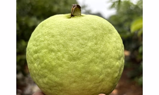 Guava