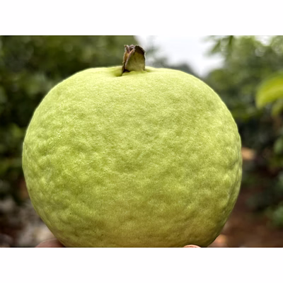 guava