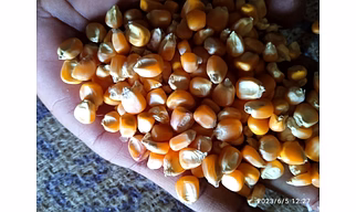 Yellow Corn