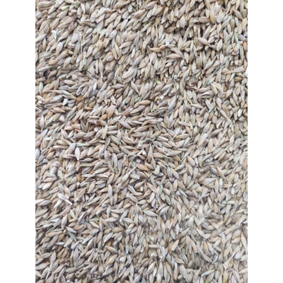 Barley Low Quality
