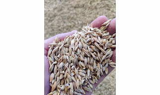 Barley Low Quality
