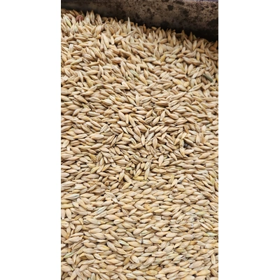 Barley High Quality