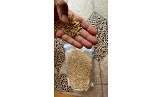 Barley High Quality