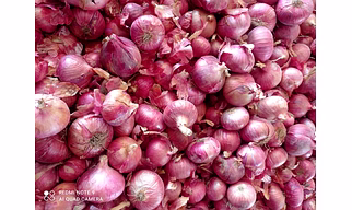 Onion