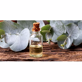 lakshmi eucaliptus oil