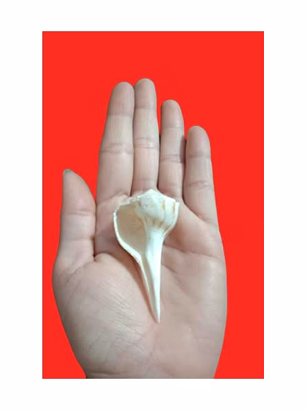 Lakshmi valamburi sangu conch-3