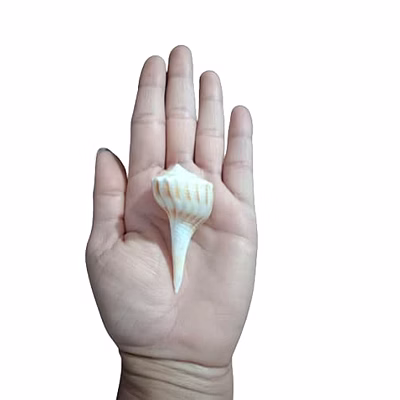 lakshmi valamburi sangu conch