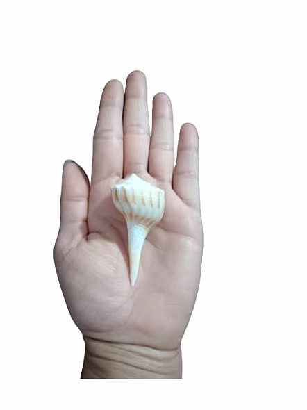 Lakshmi valamburi sangu conch-2