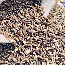 Natural wheat grains-2