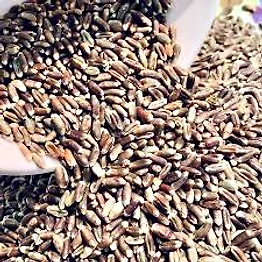 Natural wheat grains