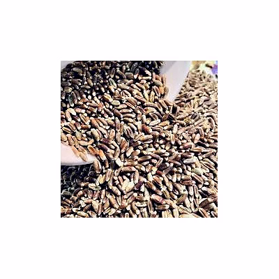 natural wheat grains