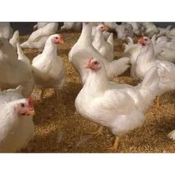 poultryfeed-3