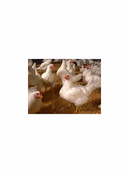 poultryfeed-3