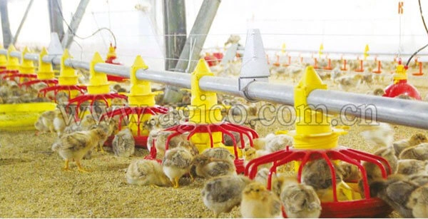 chicken poultry feeder-12132030