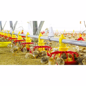 chicken poultry feeder