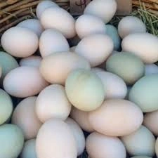 Duck Eggs-1