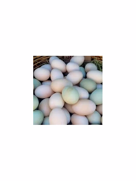 Duck Eggs