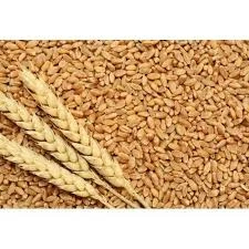 Natural wheat grains-12131856