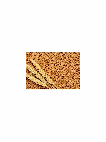 Natural wheat grains